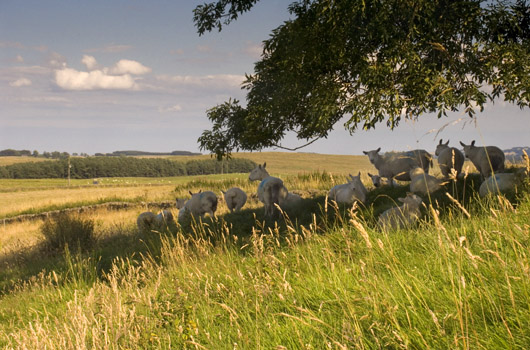 sheep at grindon farm
