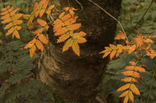 autumn rowan leaves at grindon farm