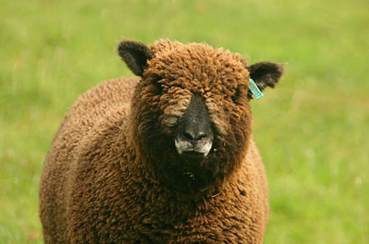one of our ryeland sheep