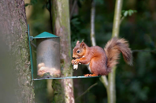 red squirrel