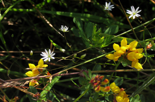 wild orchids at grindon farm